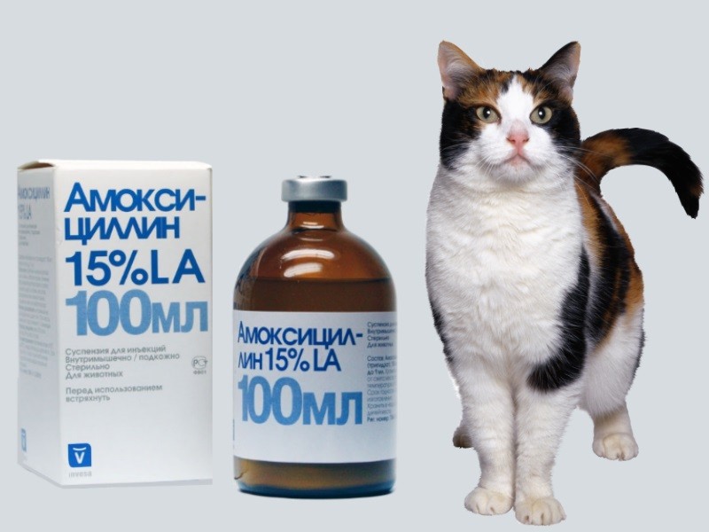 Препарат Кобактан для кошек