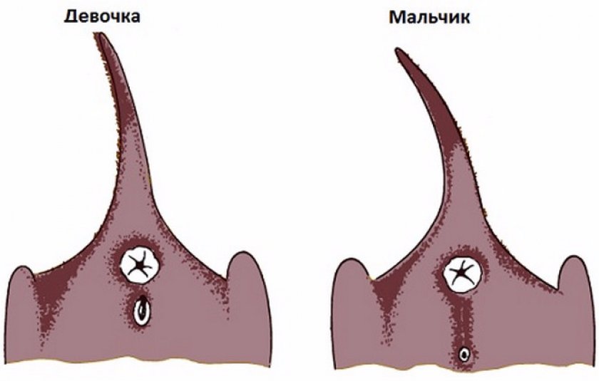 Отличить кота от кошки в маленьком возрасте картинки британец как