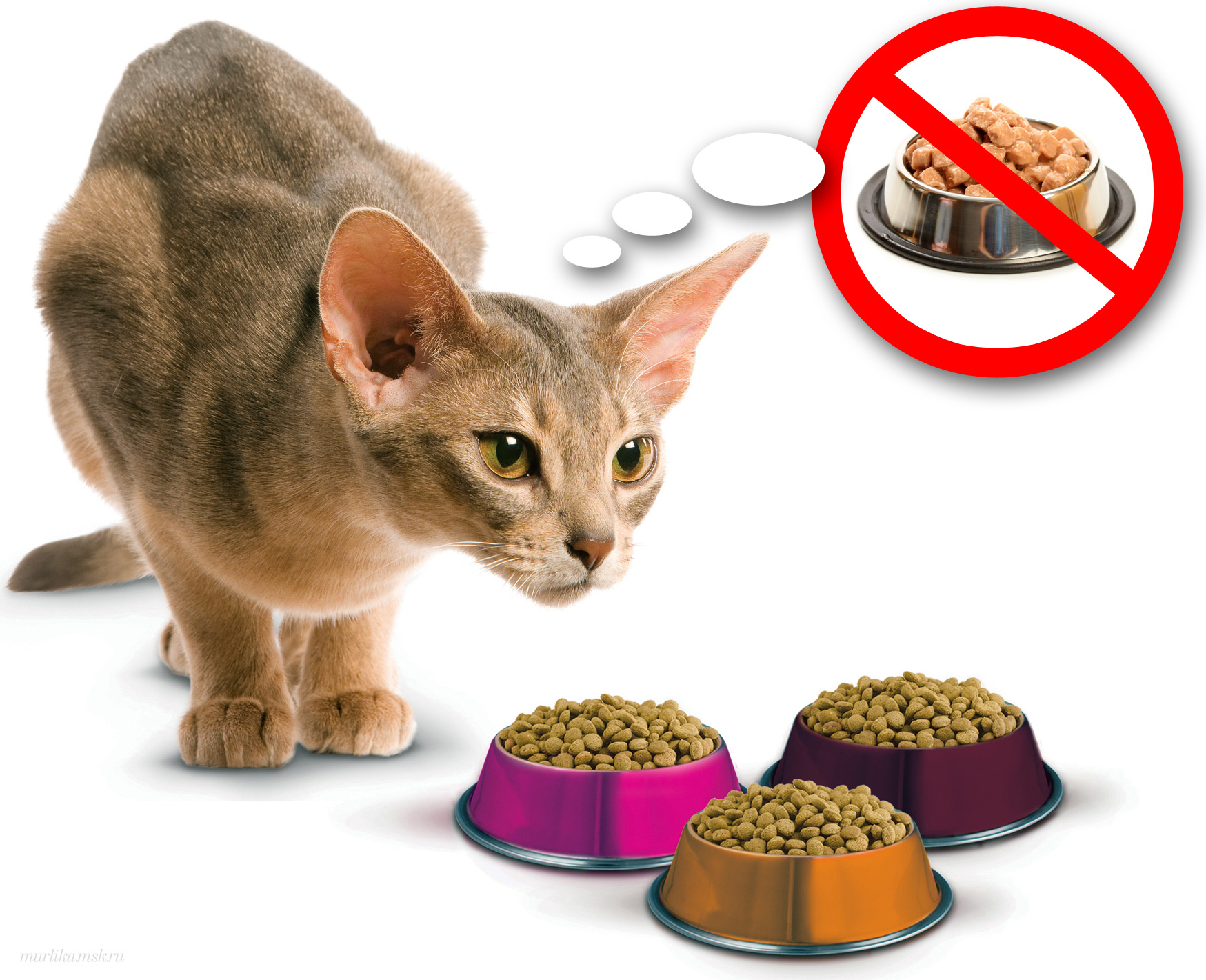 Почему стоит отучить кота от сухого корма и как правильно это сделать