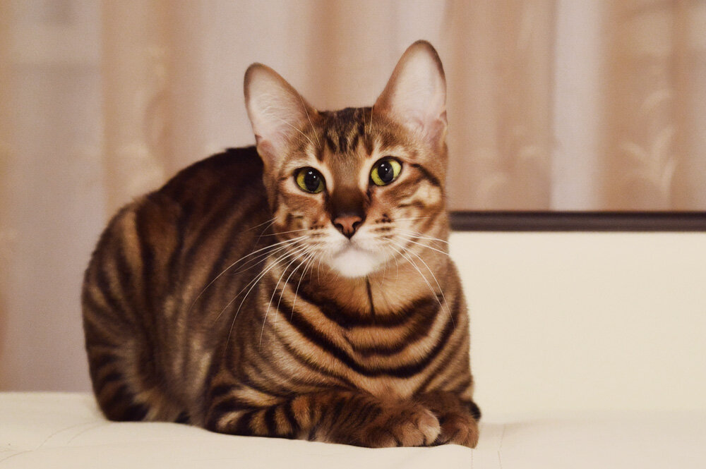 Тигровая кошка: описание и названия популярных пород