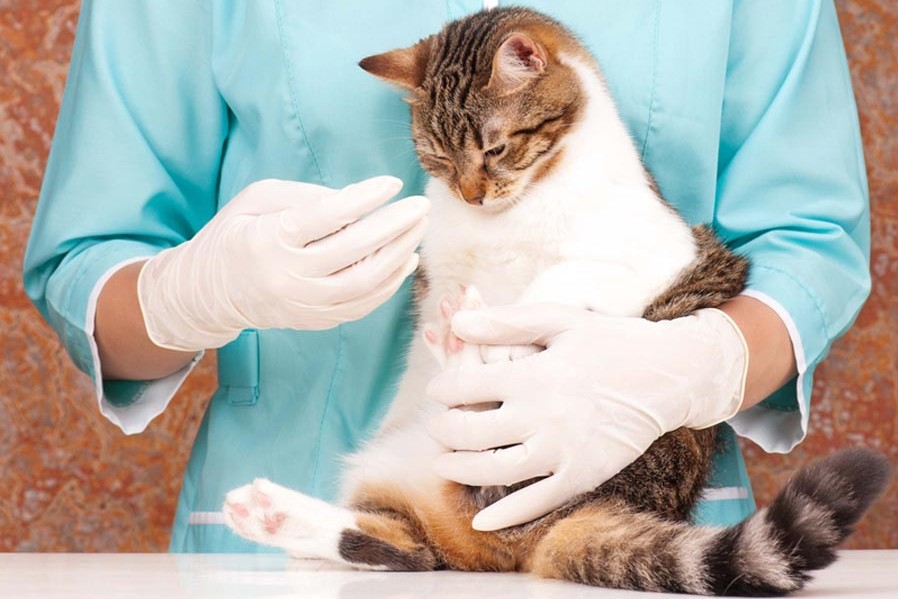 Инсульт у кошек: симптомы и лечение, первые признаки