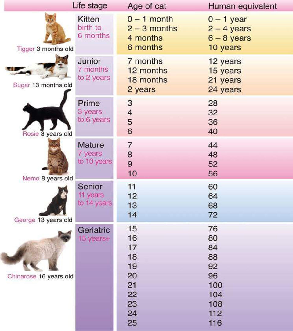 В каком возрасте кошка считается старой