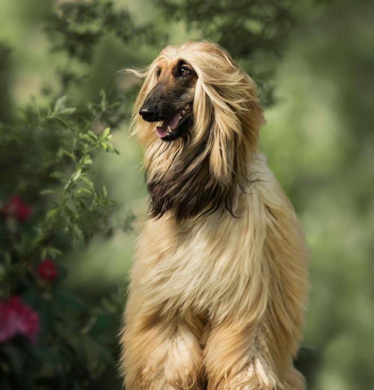 Афганская борзая собака: описание породы