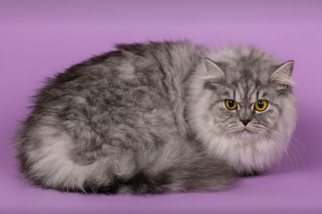 Британская длинношерстная кошка, пушистый кот-британец