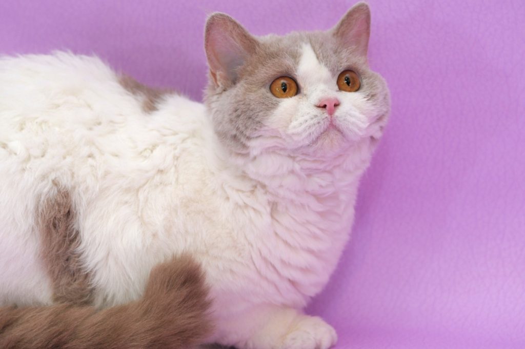 Селкирк Рекс: кошки и коты