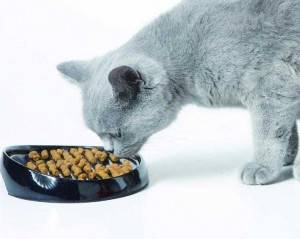 Почему кошка блюет после сухого корма