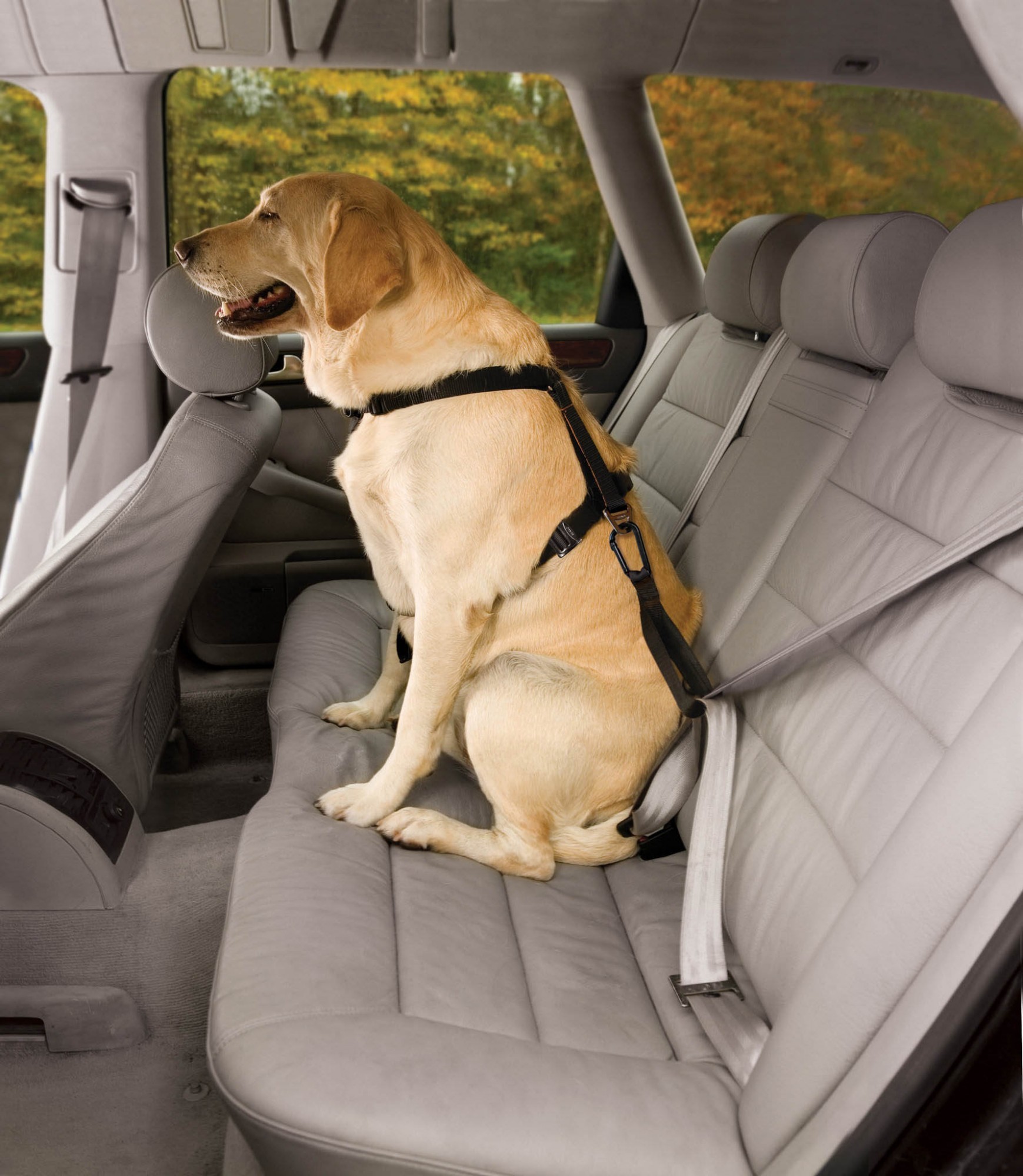 Как перевозятся крупные собаки. Перевозка собак в машине. Для перевозки собак в автомобиле. Автомобиль собака. Пристегнуть собаку в машине.