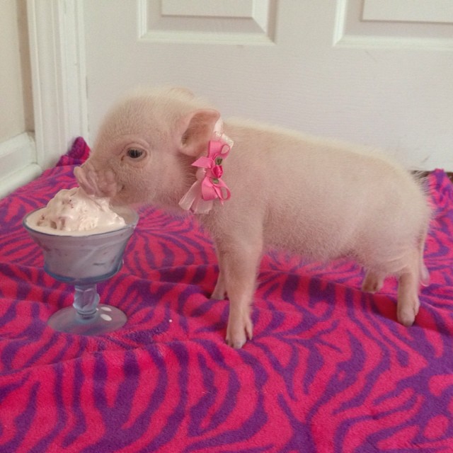 Пиги свинки — как выглядят и чем питаются