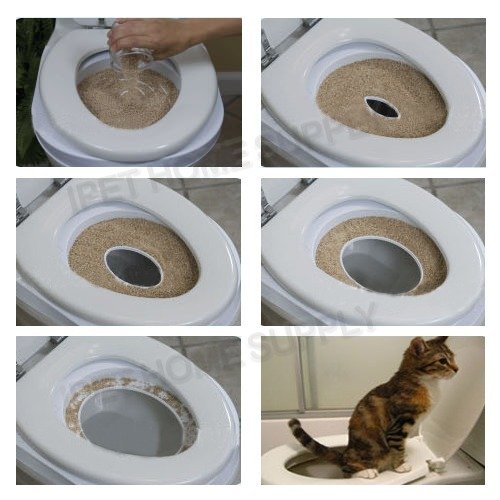 Как приучить кошку к унитазу: инструкция в домашних условиях