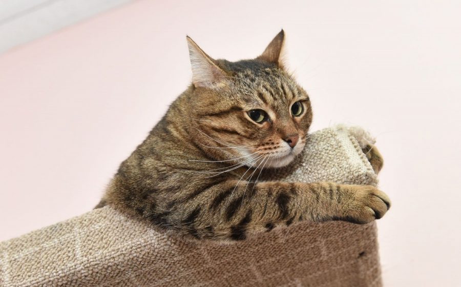 Почему кошка кусает руку когда её гладишь