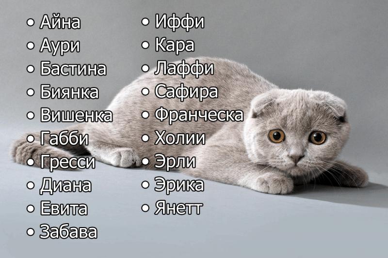 Английские имена для котов: примеры американских кличек