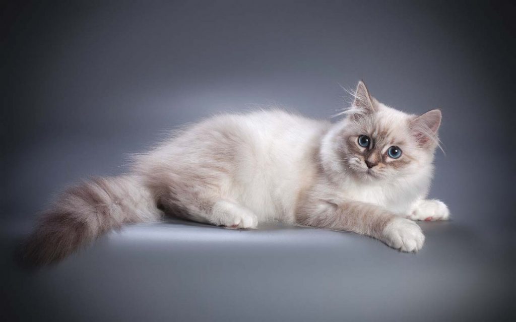 Невская маскарадная кошка