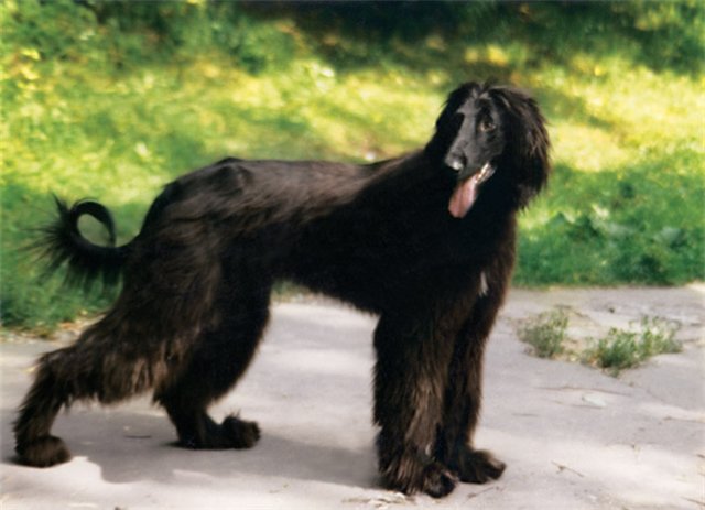 Охотничья собака для горных условий: тайган