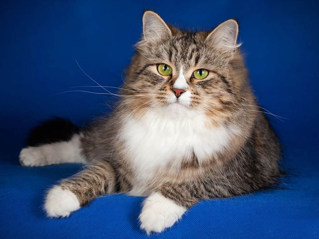 Сибирская кошка (Сибирский кот)