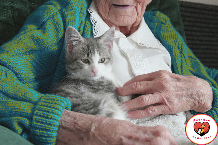 Какой возраст считается пожилым у кошек. Уход за пожилой кошкой