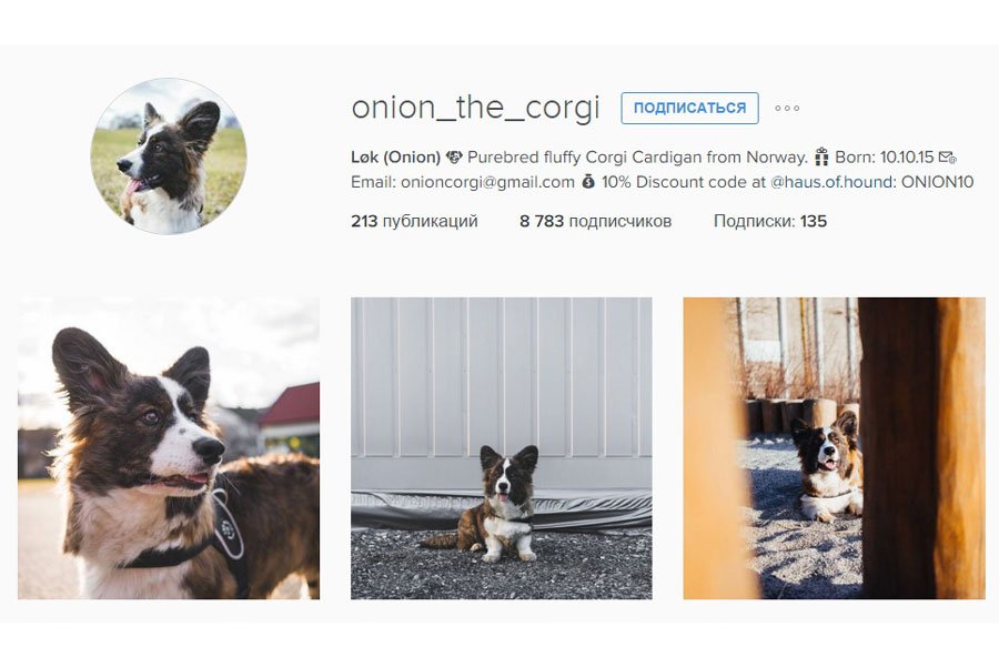 Самые известные питомцы в Instagram, за которыми интересно наблюдать