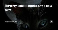 Кошка пришла в дом примета: к чему это и что делать