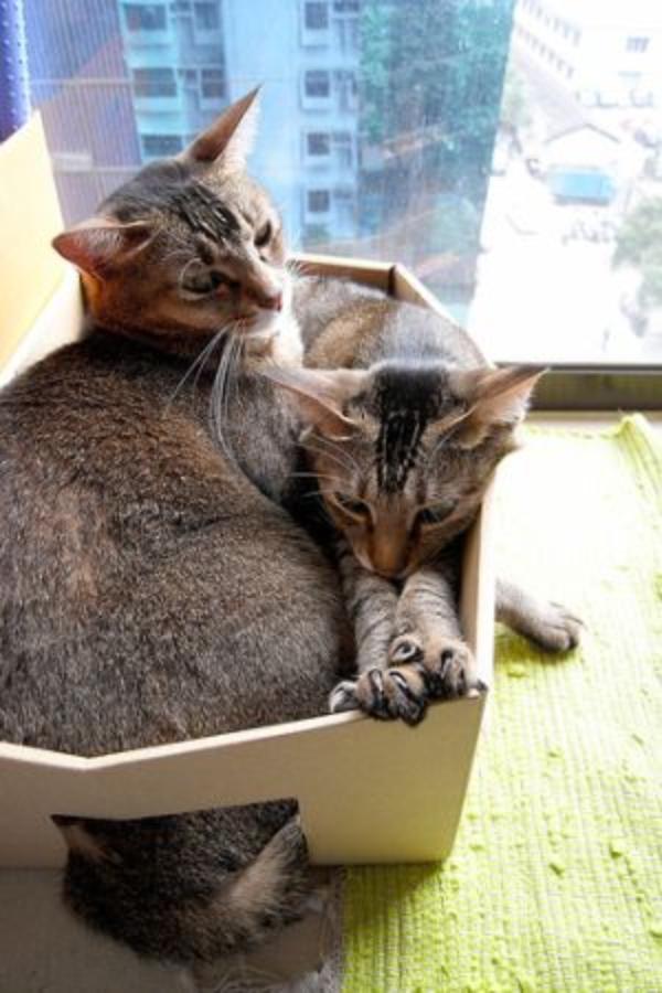 Почему коты так любят коробки
