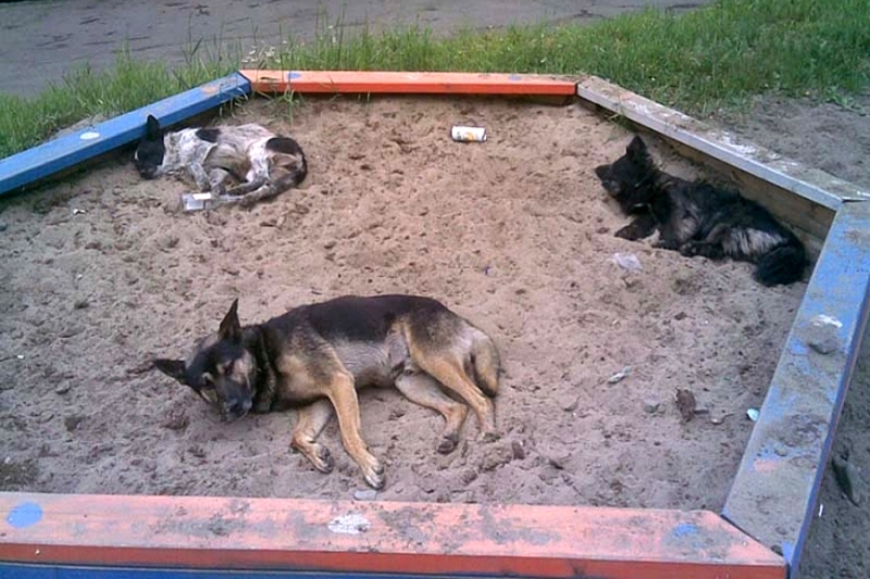 Как похоронить собаку правильно во дворе дома