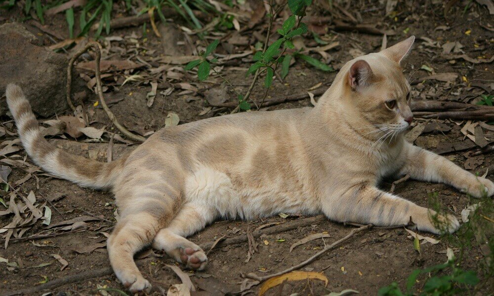 Австралийский мист: кошка дымчатая
