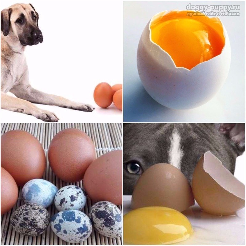 Можно ли собакам яйца: вареные и сырые, а также скорлупу