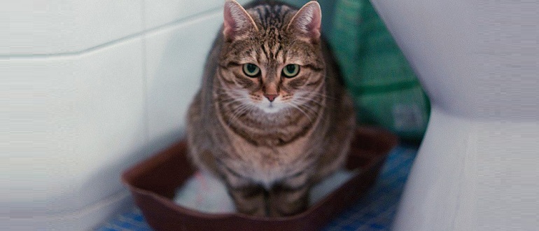 Кошка часто ходит в туалет по-маленькому по чуть-чуть