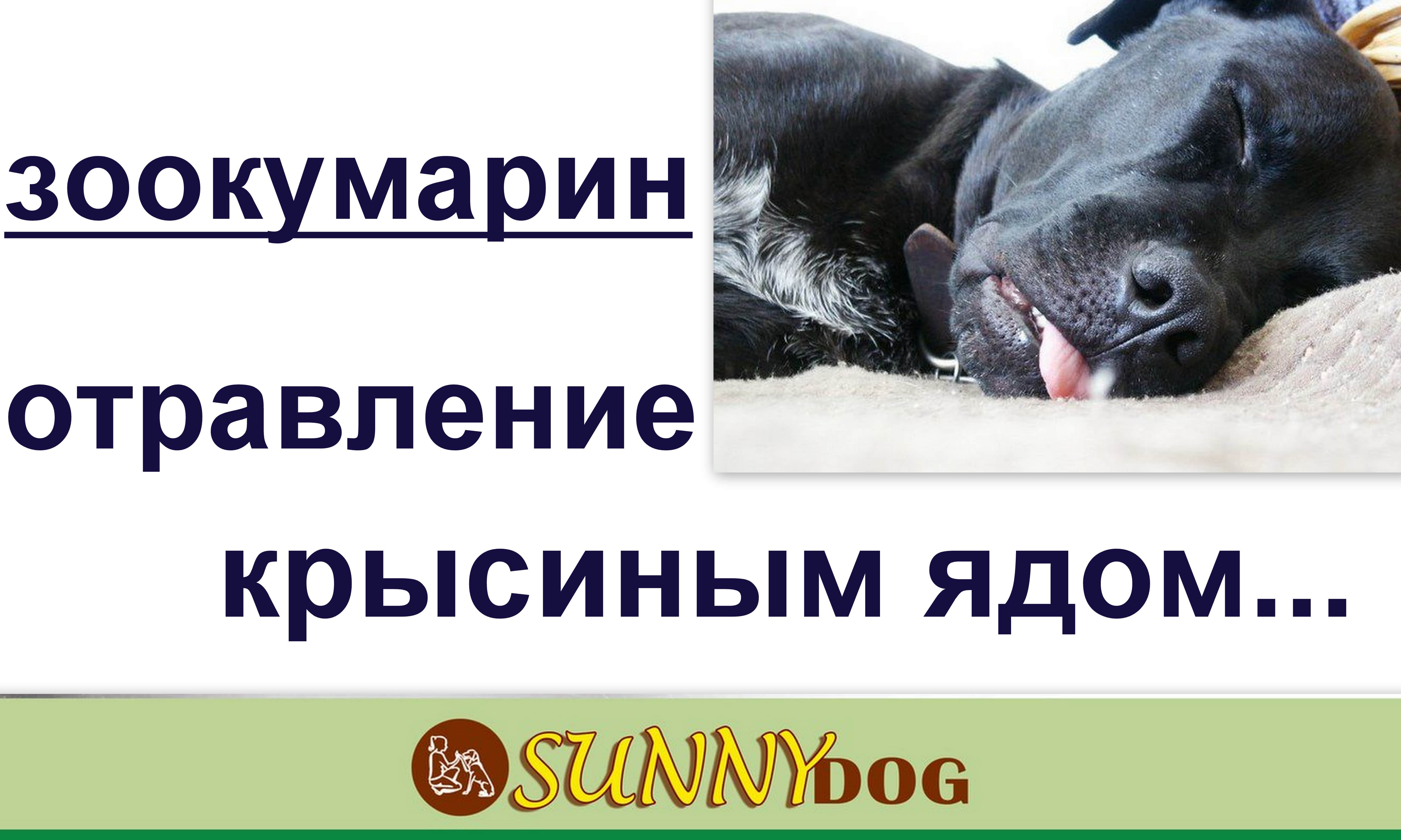 Собака съела крысиный яд: смертельная доза, признаки отравления