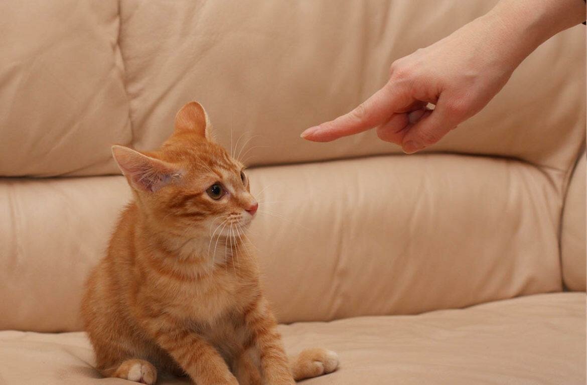 Как правильно наказывать кошку или кота?