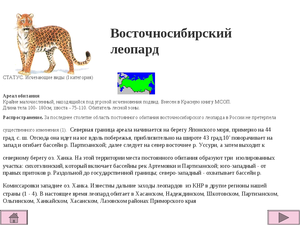 Азиатская леопардовая кошка (АЛК): дикая милаха