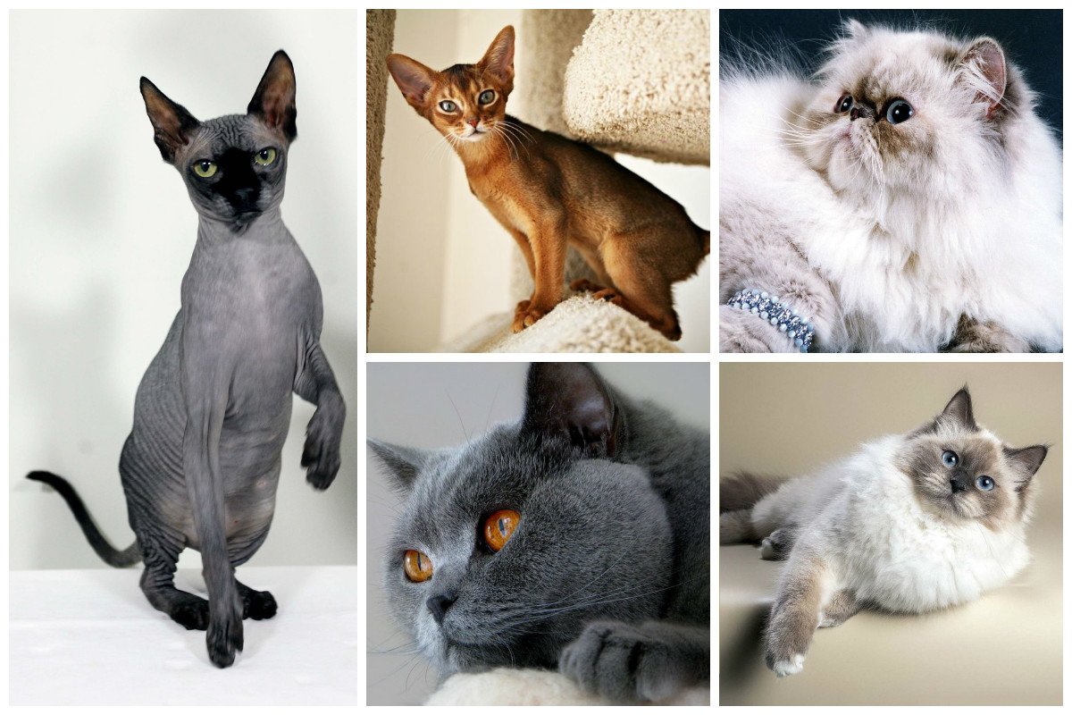 Самые популярные породы кошек