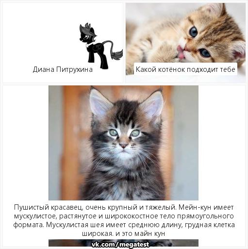 Где лучше взять котенка?