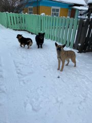 Розовые выделения у кошки
