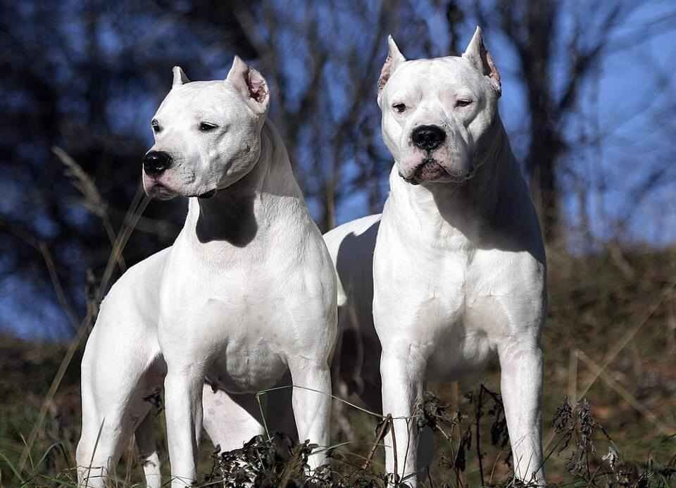 Бойцовские породы собак
