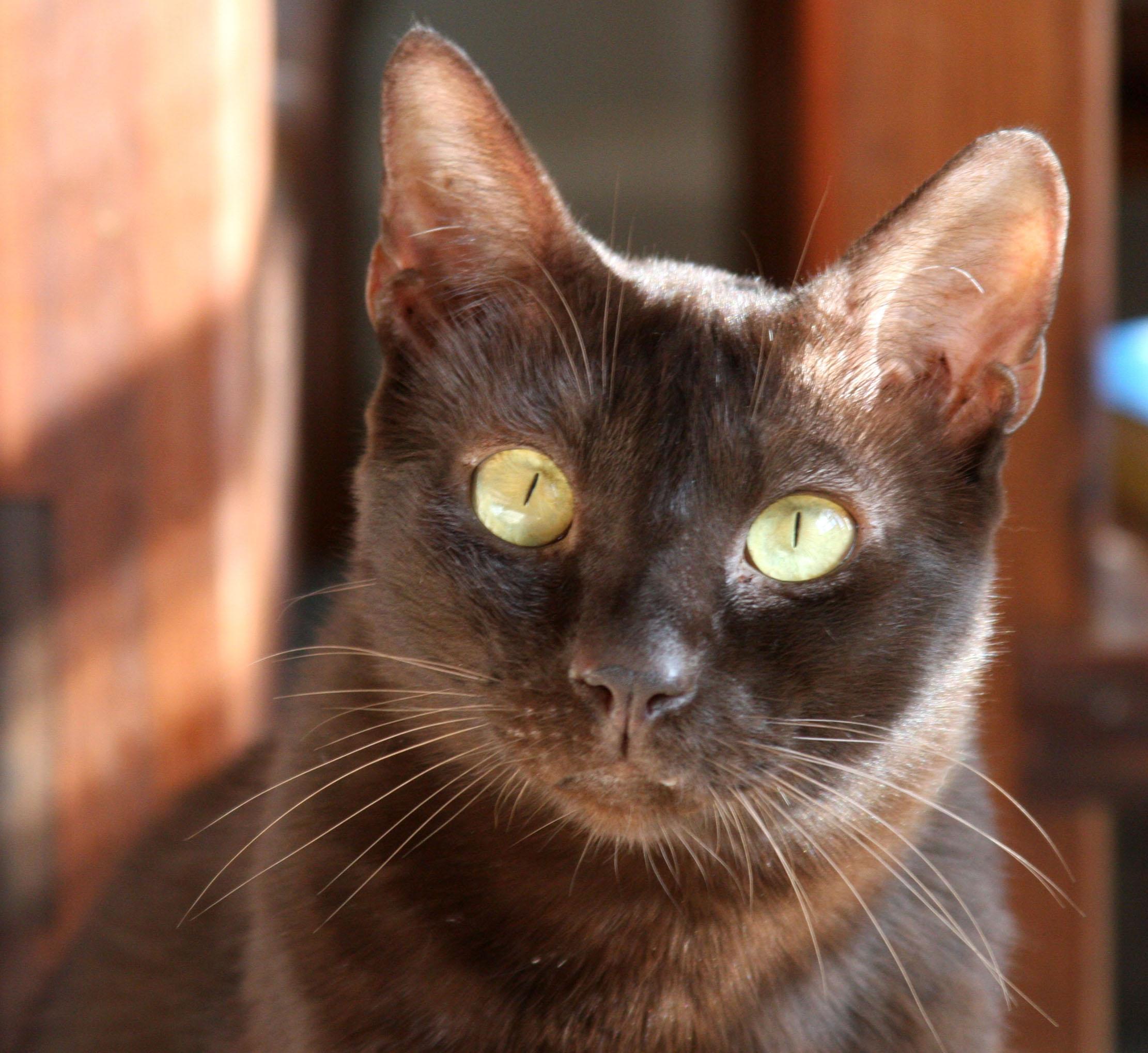 Порода с черно коричневым окрасом. Порода кошек Гавана Браун. Ориентальная Гавана Браун. Гавана (порода кошек). Гавана Браун котята.
