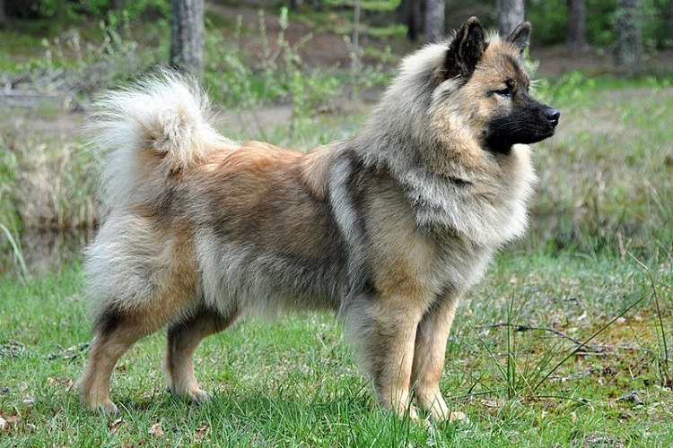 Евразиер (Евразийская собака, ойразиер)