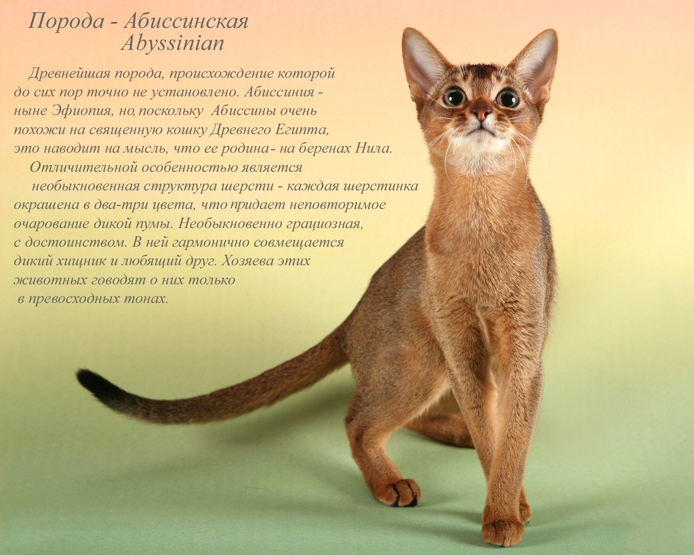 Редкие породы кошек: карельский бобтейл, калифорнийская сияющая кошка и другие