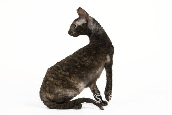 Корниш-рексы (кошки): сколько живут, помощь