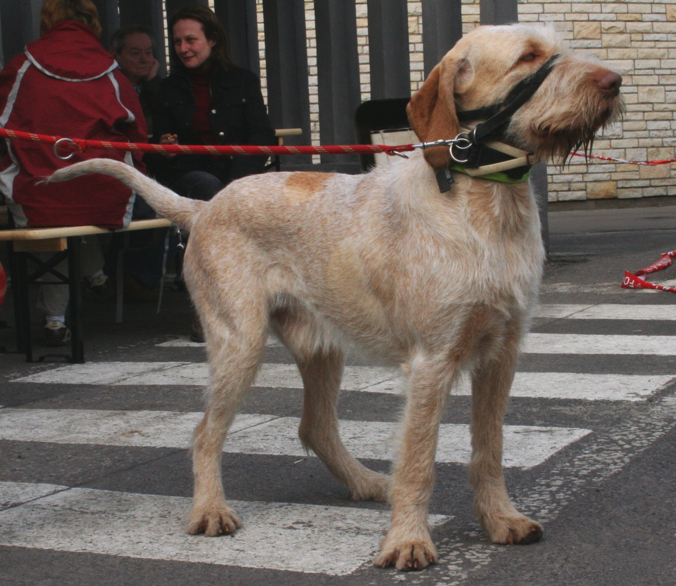 Спиноне итальяно — собака «с человеческим лицом»