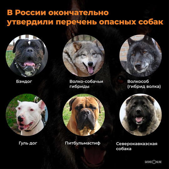 Список опасных пород собак, принятый госдумой