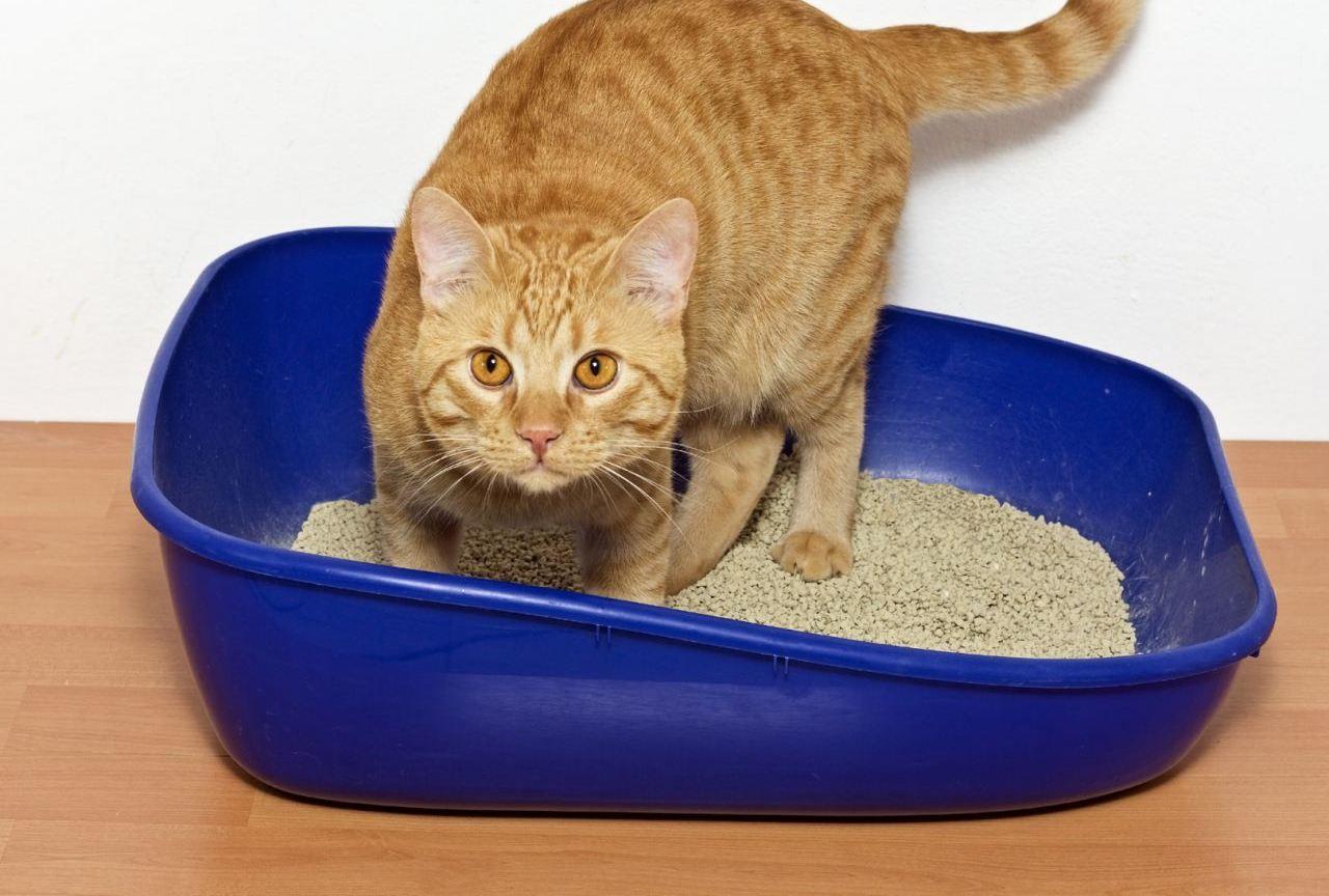 Котенок не пьет воду — варианты как приучить питомца