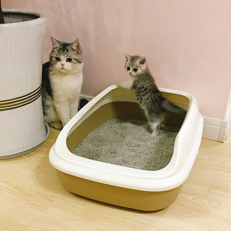Наполнитель для кошачьего туалета: варианты какой лучше выбрать