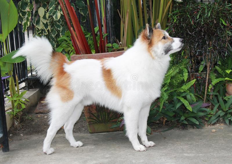 Тайский бангку (тайский бангкэу, тайская собака бангкео)