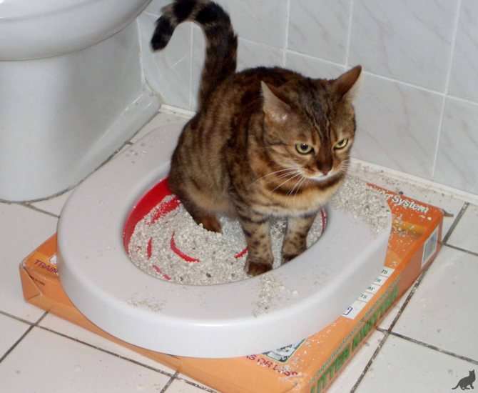 Как приучить кошку к унитазу: инструкция в домашних условиях
