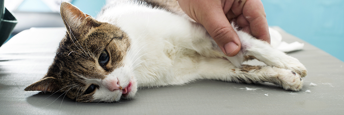 Что такое коронавирус у кошки и как его лечить