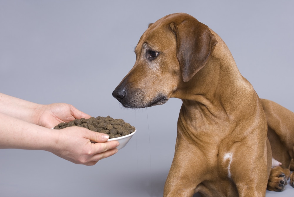 Собака отказывается от сухого корма: почему и что делать