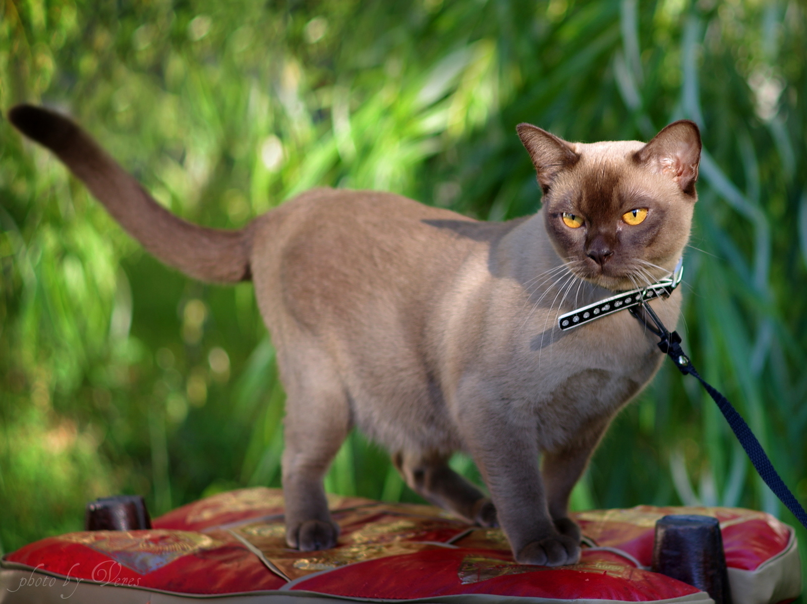 Всё, что вы хотели знать о бурманской кошке