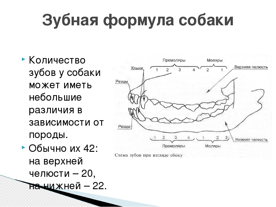 Формула зубов схема