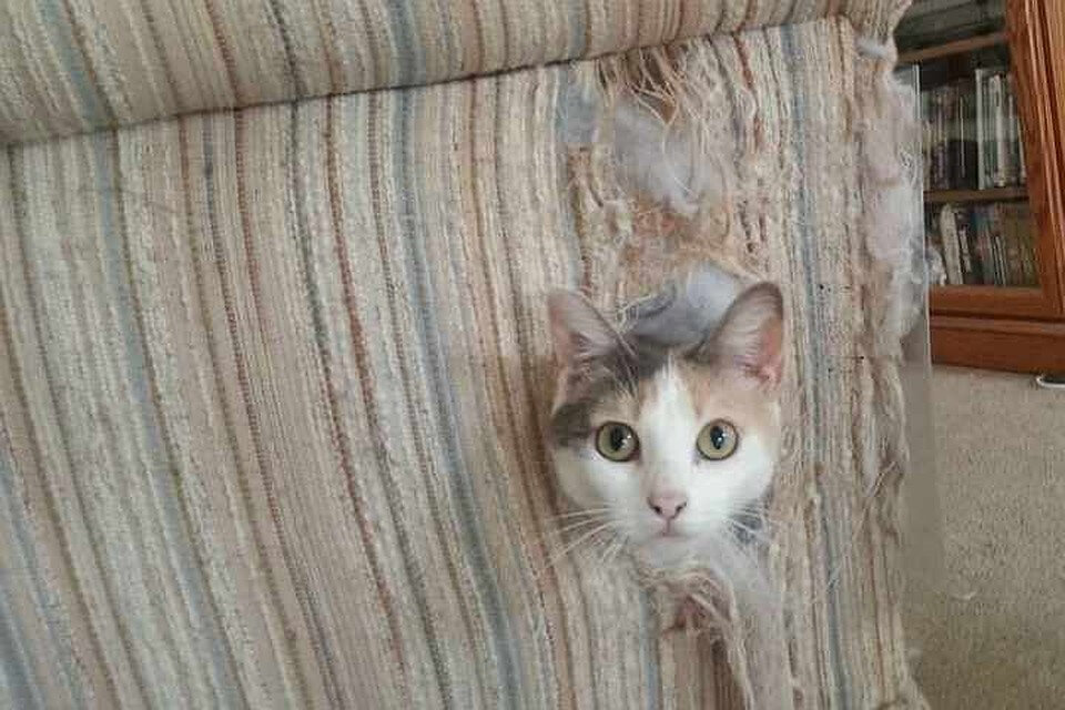 Как отучить кота драть мебель: причины и чем можно побрызгать диван