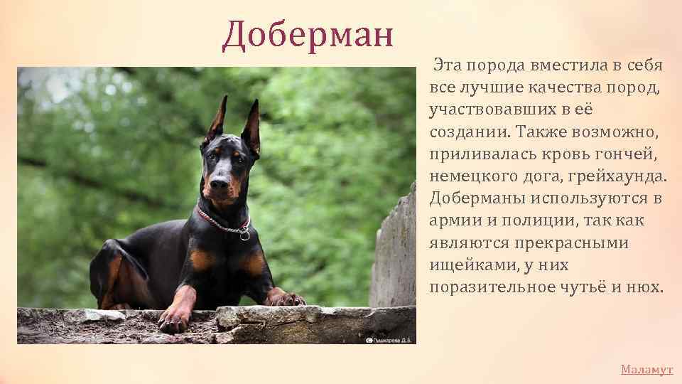 Доберман: характеристика породы, все о собаках