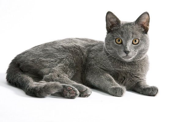 Картезианская кошка (кошка породы Шартрез)